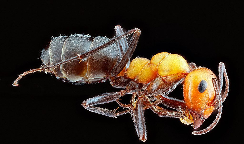 Ant Control service in Niagara Falls, NY
