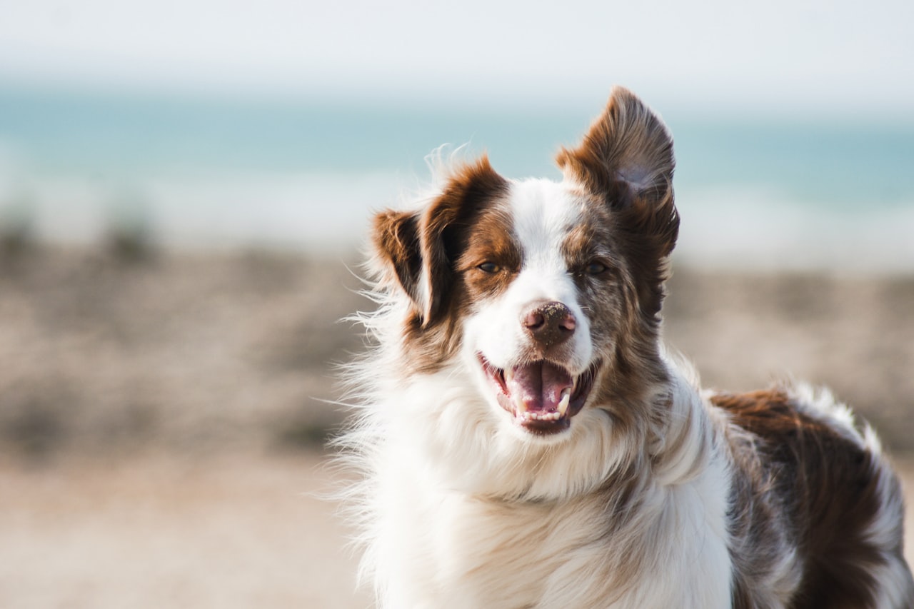 Flea & Tick Control service in Niagara Falls, NY