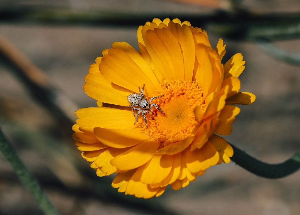 Spider Control service in Niagara Falls, NY